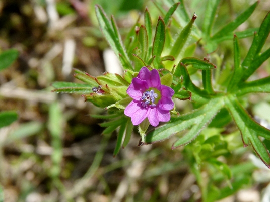 {Geranium dissectum}